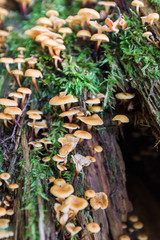 mushrooms in the forest