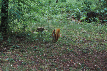 Summer vacation, spending a god time in a park on fresh air	with funny squirrels