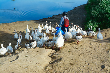 Older man carries bag of bread to feed domestic geese on the river bank. The ducks follow him. Bird...