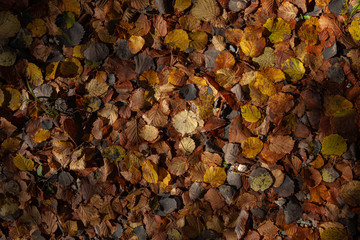 Background texture of dry leaves on the ground in autumn.
