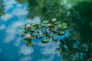 Obraz na płótnie Canvas Waterlilies on a reflective pond