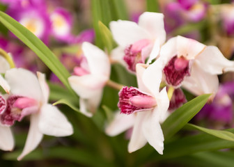 Phalaenopsis orchids white with pink heart close up