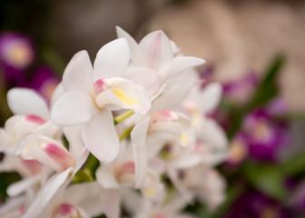 Obraz na płótnie Canvas Phalaenopsis white orchids in a garden