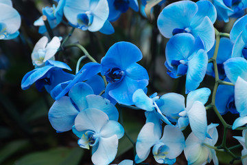 Fototapeta na wymiar blue phalaenopsis orchids