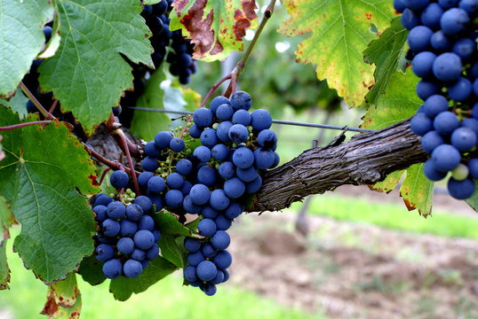 Uvas listas para ser cosechadas