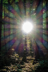 Sonnenstrahlen im Wald