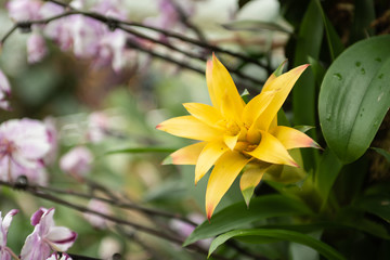 Fototapeta na wymiar Yellow Bromeliad in the garden
