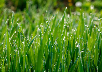 Naklejka na ściany i meble Fresh green grass growing in meadow with drops of morning dew in sun light