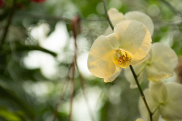 White orchid on green background