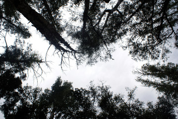 Siltueta de arboles en un bosque en Tarija