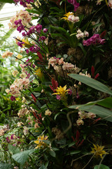 orchids in the garden