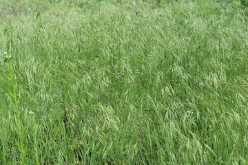 Close up to the fresh green grass. Green grass background.