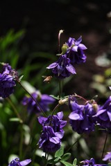 bee on lavender