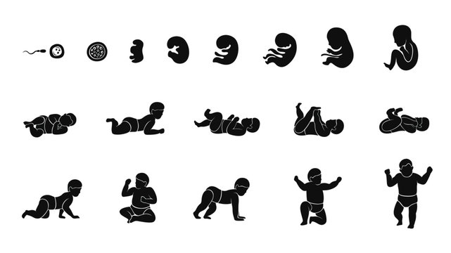 stages human embryonic development icon set flat design