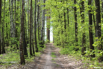 Road and birches in forest