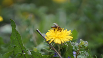 natural process of pollinating flowers by bees, spring