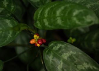 red yellow and orange fruits on a tropical plant