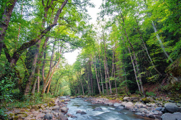 Landscape with mountain river flowing through the forest