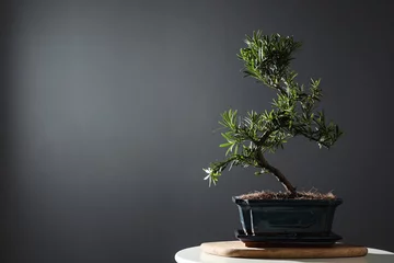 Gordijnen Japanese bonsai plant on table, space for text. Creating zen atmosphere at home © New Africa
