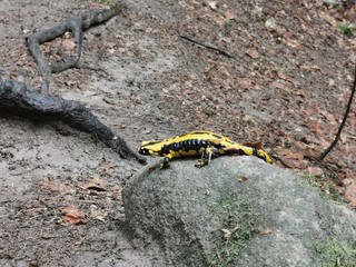 lizard on the ground
