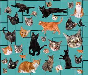 Multiple cats in a 80's retro-inspired patterned design great unique background feline animal print 