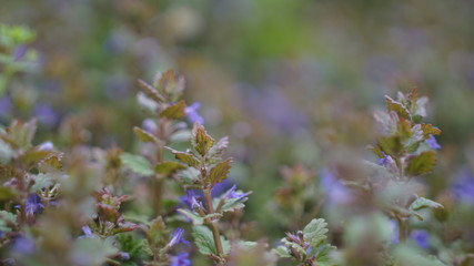 beautiful plants on the field with small flowers, spring