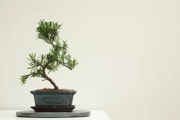 Rolgordijnen Japanese bonsai plant on white background, space for text. Creating zen atmosphere at home © New Africa