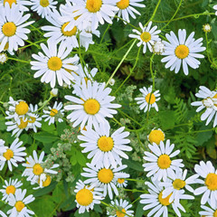 Daisy background of blooming white daisies on the field - 347900289