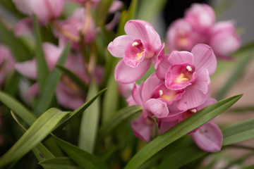 Naklejka na ściany i meble pink orchid in garden