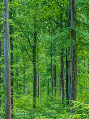 Obraz premium Sattes grün im Mischwald im Frühjahr
