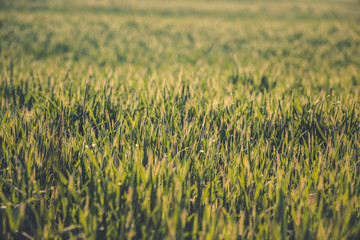 Getreide Korn Feld Morgentau Sonnenstrahlen