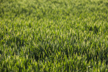 Getreide Korn Feld Morgentau Sonnenstrahlen