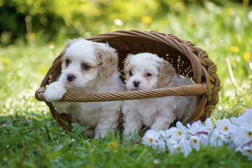 Small cute Little White Dog