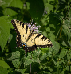 Butterfly in natural environment. Tiger swallowtail on a flower.