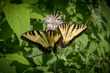 Butterfly in natural environment. Tiger swallowtail on a flower.