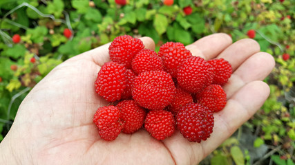 산에서 자라는 산딸기