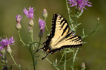 Butterfly in natural environment. Tiger swallowtail on a flower.
