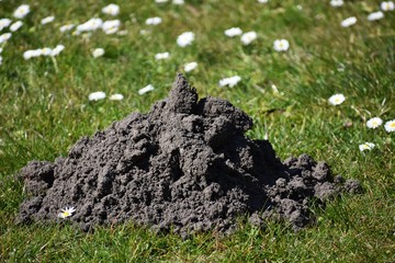 Molehill on green grass, in the park.