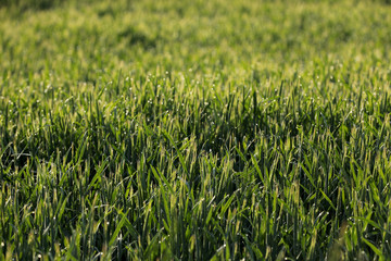 Getreide Korn Feld Morgentau Sonnenstrahlen