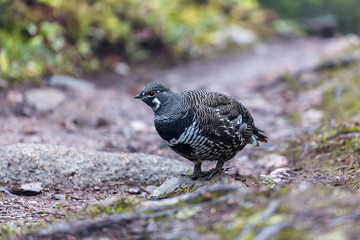 Bird walking on forest path
