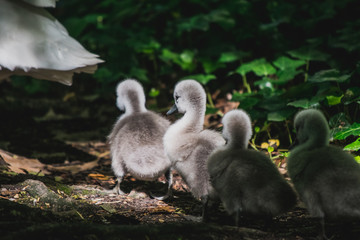 Patos siguiendo a su madre