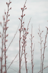 Close up photography of branches on the Danube river.