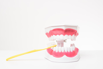Artificial Model Teeth on white background of dental care demonstration