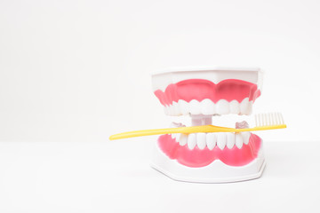 Artificial Model Teeth on white background of dental care demonstration