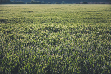 Getreide Korn Feld Morgentau Sonnenstrahlen