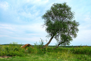 two crooked trees on a field in the summer sky gray clouds