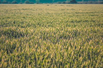 Getreide Korn Feld Morgentau Sonnenstrahlen