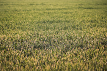 Getreide Korn Feld Morgentau Sonnenstrahlen