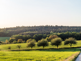 Baumgrundst&uuml;ck im Fr&uuml;hjahr