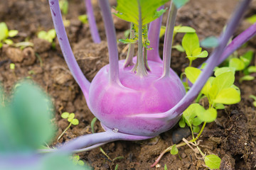Fresh ripe head of purple kohlrabi with lots of leaves growing in homemade greenhouse, short before the harvest. Soil and clovers around. Side view, low depth of field and blurred background. Close-up